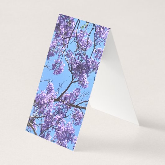 Jacaranda Blossoms (Front)