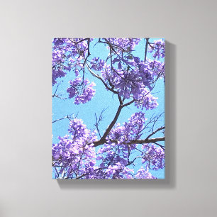 Jacaranda Blossoms Canvas Print