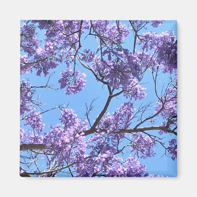 Jacaranda Blossoms Magnet (Front)