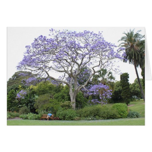Jacaranda Tree Cards (Front Horizontal)