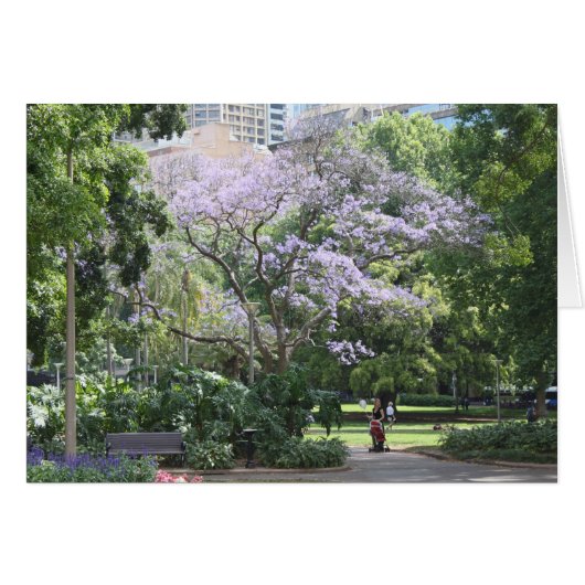 Jacaranda Tree Cards (Front Horizontal)
