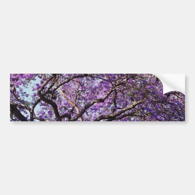Jacaranda tree in spring bloom flowers bumper sticker (Front)