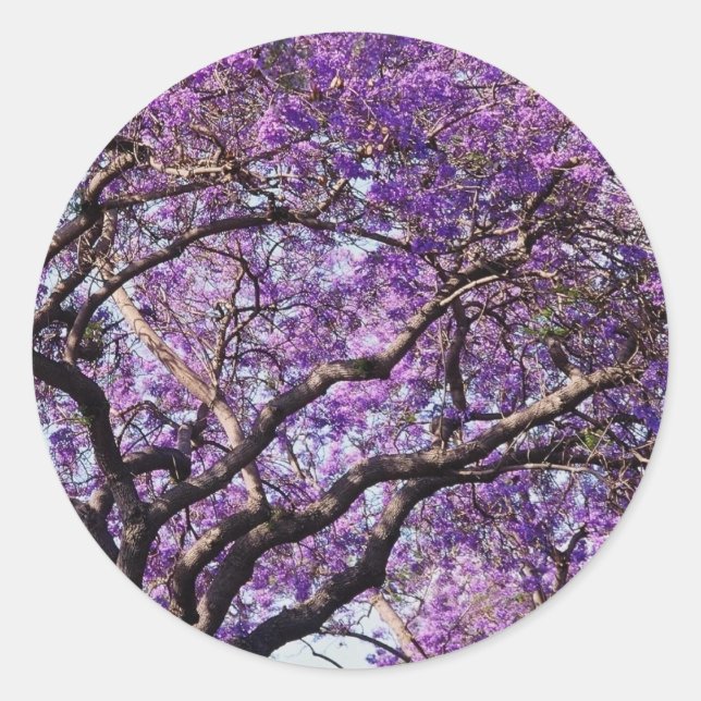 Jacaranda tree in spring bloom flowers classic round sticker (Front)