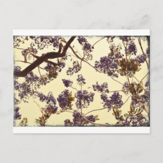 Jacaranda Vintage Postcard
