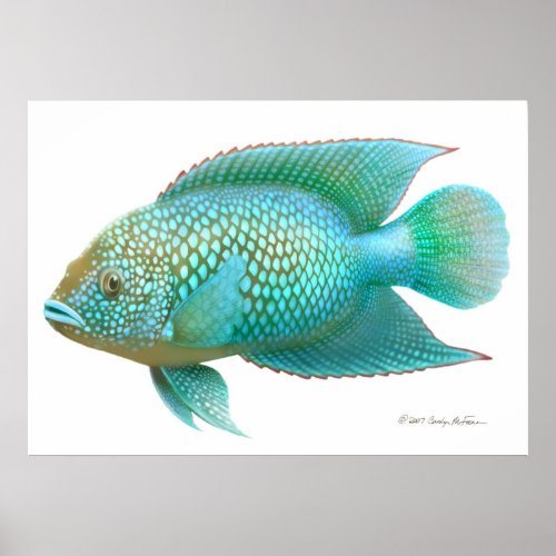 Jack Dempsey Cichlid Fish Print