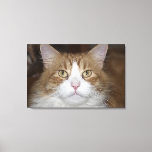 Jack domestic orange and white maine coon cat canvas print