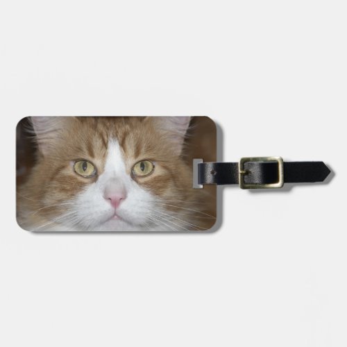 Jack domestic orange and white maine coon cat luggage tag