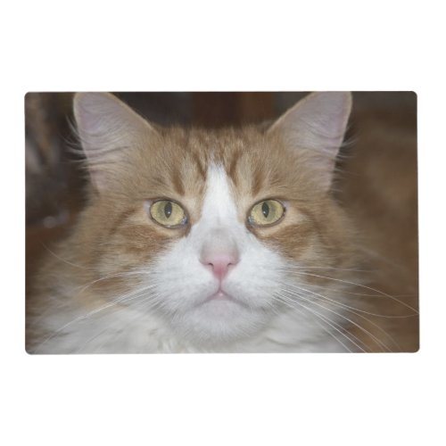 Jack domestic orange and white maine coon cat placemat