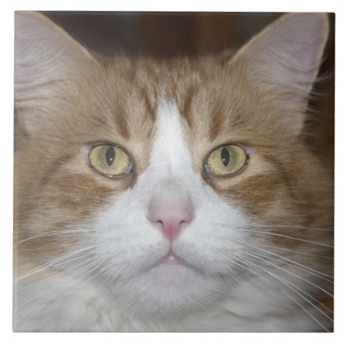 Jack domestic orange and white maine coon cat tile