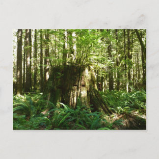 Jack in the Green Postcard