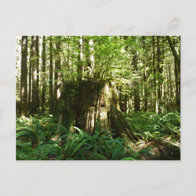 Jack in the Green Postcard (Front)