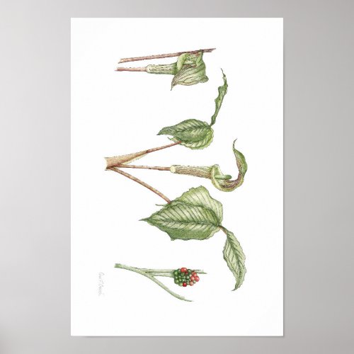Jack In The Pulpit Arisaema triphyllum Poster