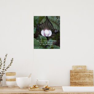 Jack-in-the-Pulpit Aristotle Philosophical Quote Poster