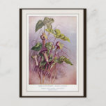 Jack-in-the-Pulpit Botanical Flower Postcard