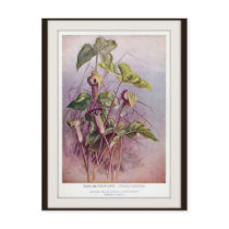 Jack-in-the-Pulpit Botanical Flower Postcard Jack-in-the-Pulpit Botanical Flower Postcard