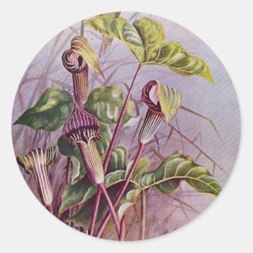 Jack_in_the_Pulpit Botanical Flower Round Sticker
