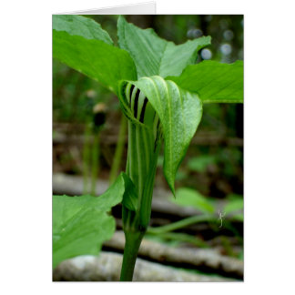 Jack-in-the-pulpit Cards