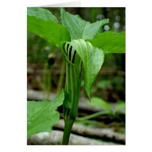 Jack-in-the-pulpit Cards (Front)