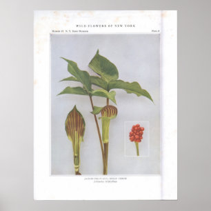 Jack-in-the-Pulpit; Indian Turnip Poster