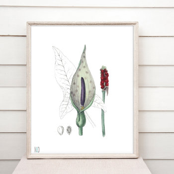Jack In The Pulpit Indian Turnip Wildflower Poster by nikkilynndesign at Zazzle