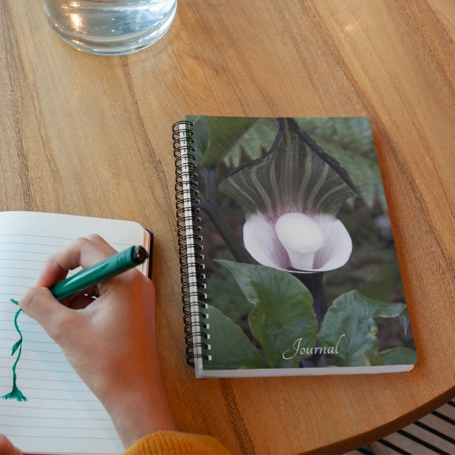 Jack-in-the-Pulpit Plant Botanical Notebook (In Situ)