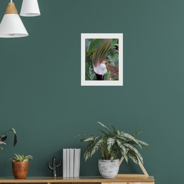 Jack-in-the-Pulpit Plant Floral Poster (Living Room 1)