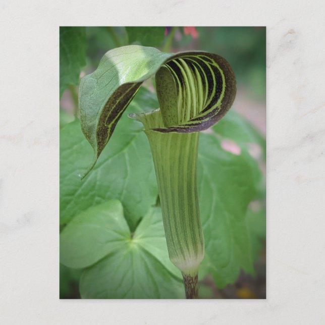 Jack-In-The-Pulpit Postcard (Front)