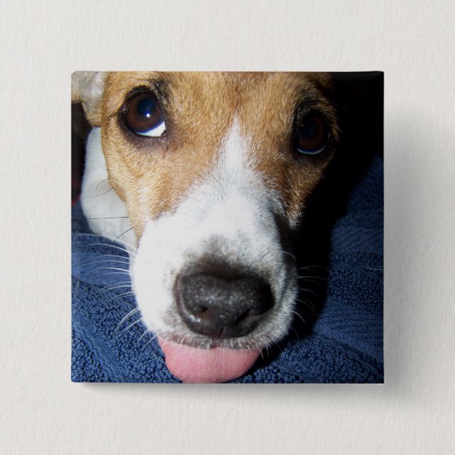 Jack Jussell terrier puppy with tongue out Pinback Button (Front)