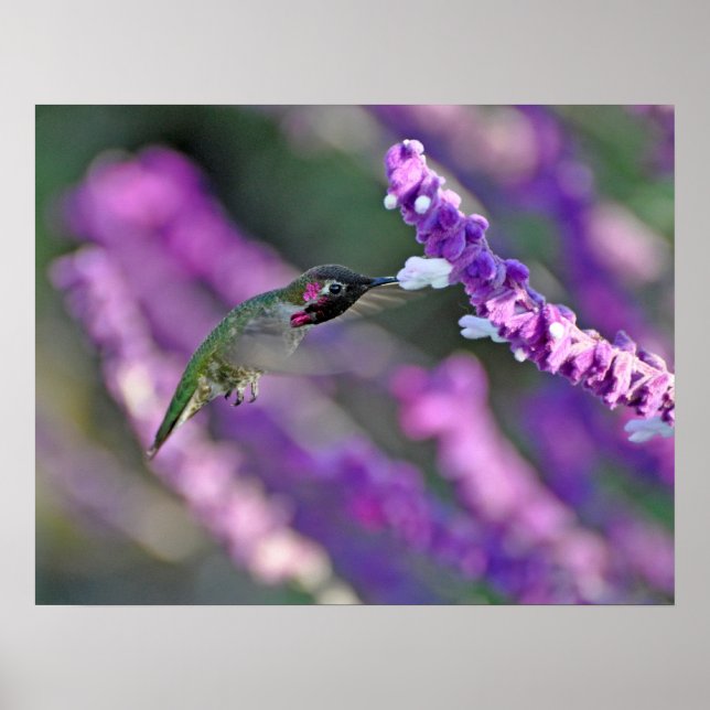 Jack London Male Anna's Hummingbird Print (Front)