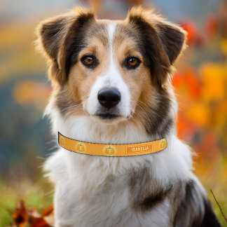 Jack O'Lantern Halloween Pumpkins Autumn Orange Pet Collar
