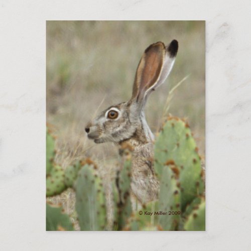 Jack Rabbit _ Cactus _ 2 _ 2009 Postcard