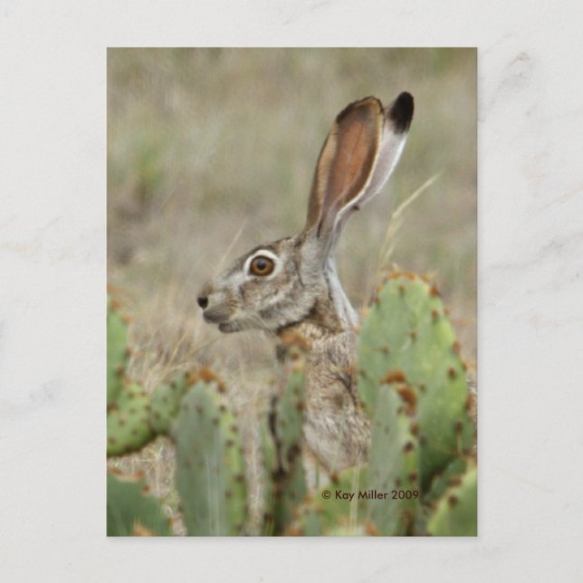Jack Rabbit - Cactus - 2 - 2009 Postcard (Front)