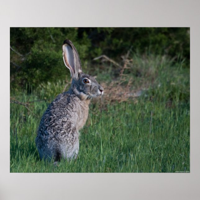 Jack Rabbit Poster (Front)