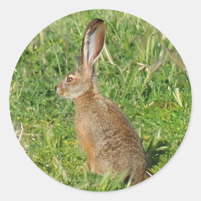 Jack Rabbit stickers (Front)