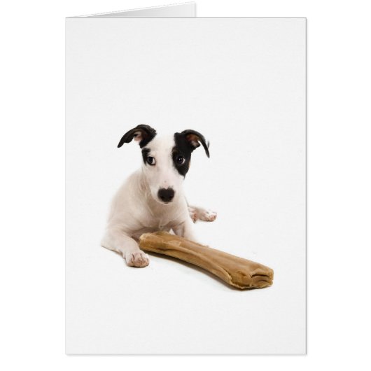 jack russel and his bones cards (Front)