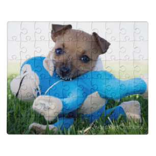 Jack Russel Puppy Playing Jigsaw Puzzle