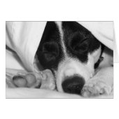Jack Russel / Rat terrier mix in covers (Front Horizontal)
