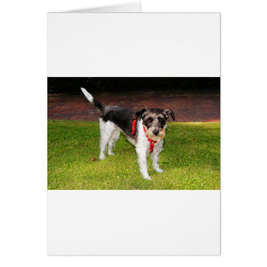 jack russel terrier cards (Front)