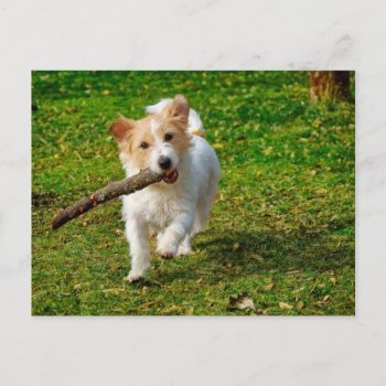 Jack Russel Terrier Dog With Stick Photo Postcard by VBleshka at Zazzle