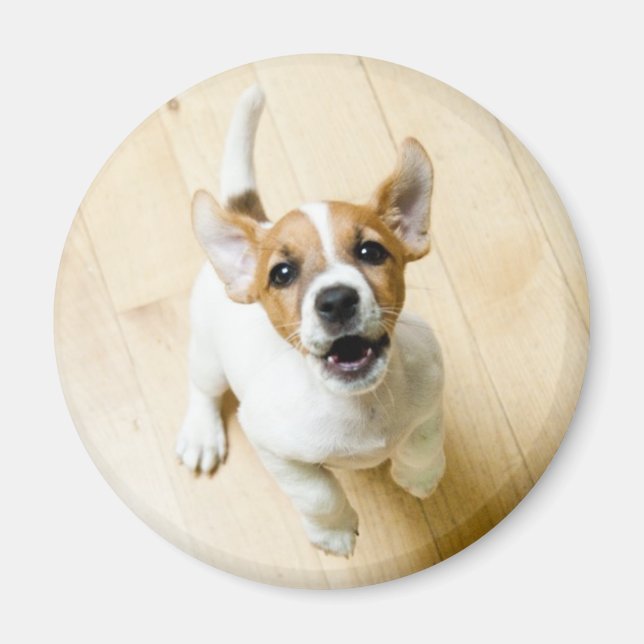 Jack Russel Terrier fridge magnet (Front)