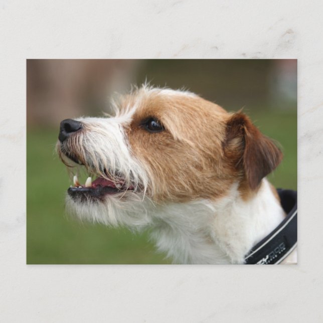 jack russel terrier postcard (Front)
