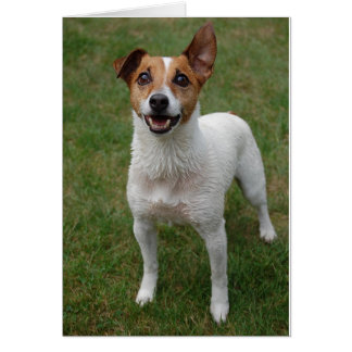 Jack Russell Cards