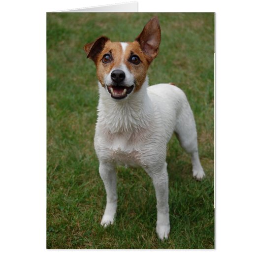 Jack Russell Cards (Front)