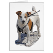 Jack Russell Dog (Front)
