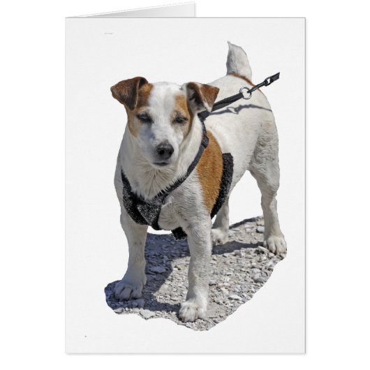 Jack Russell Dog Cards (Front)