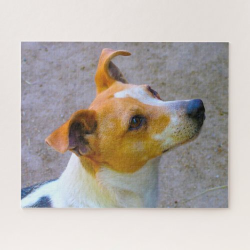 Jack Russell Dog Jigsaw Puzzle
