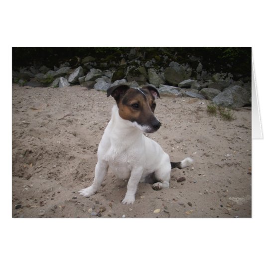 Jack Russell klein Hund (Front Horizontal)