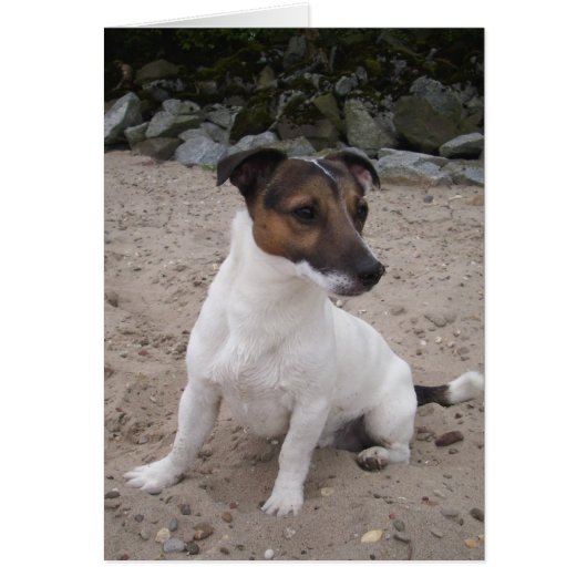 Jack Russell klein Hund Cards (Front)