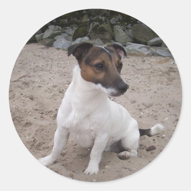 Jack Russell klein Hund Classic Round Sticker (Front)