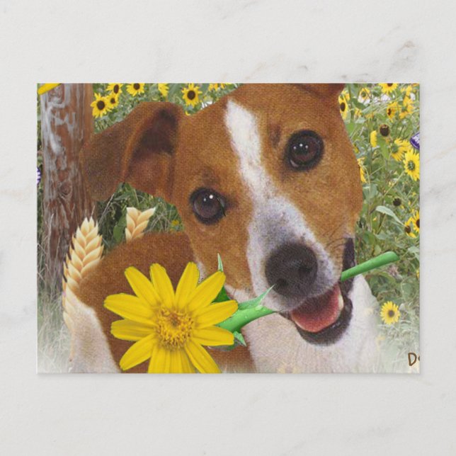 Jack Russell Momma's Boy Postcard (Front)